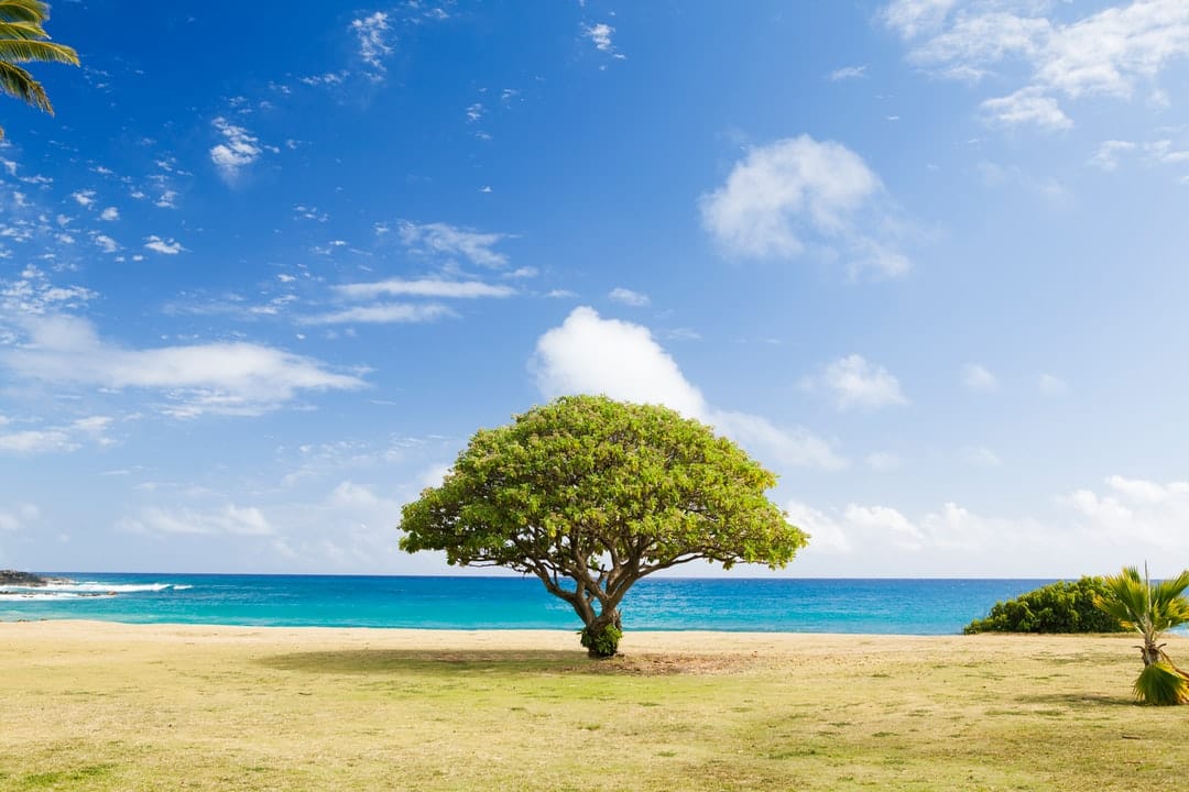 Grow KPI Trees and Reap Better Key Results